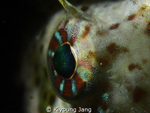 EYE OF BLENNY by Kiyoung Jang 